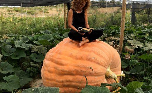 Valtierra, Terre de Citrouilles Géantes