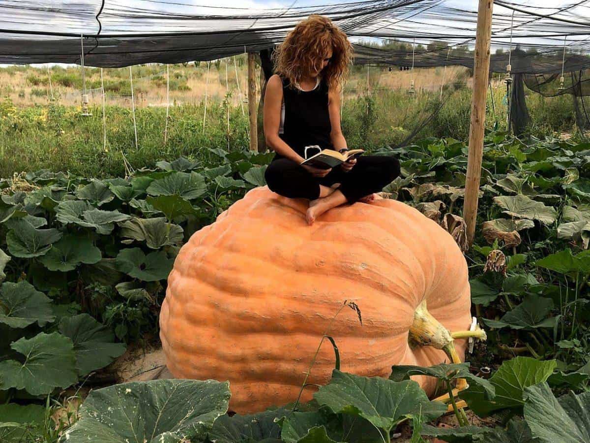 Record de españa, la calabaza mas grande se cultiva en Valtierra, bardenas