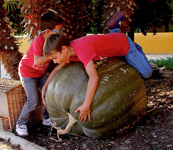 Calabazas gigantes de Valtierra Calabazas gigantes de Valtierra