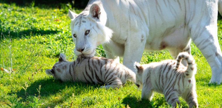 Zuri y Tristán, los dos nuevos «inquilinos» de Sendaviva Sendaviva tigres blancos